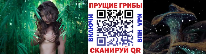 где продают Полевской Галлюциногенные грибы Psilocybine cubensis